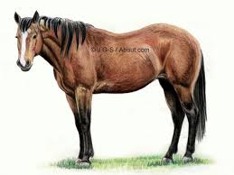 Mustang horse easy step how to draw a horse head. Tutorial To Teach You How To Draw A Realistic Horse In Colored Pencil