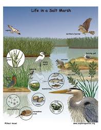 Pin By Cristin Valentino Rambow On Adventure Time Sc Aquatic Ecosystem Ecosystems Projects Wetland Biome