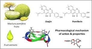 Image result for Maclura africana