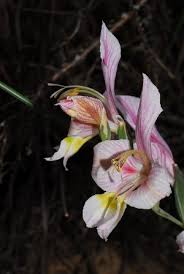 Image result for Gladiolus hollandii