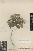 Image result for Vernonia glabra