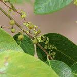 Image result for Phyllanthus muellerianus