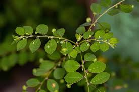 Image result for Phyllanthus mendesii