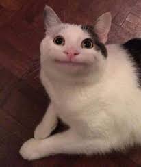 15 Meme Kucing Lucu Yang Tingkahnya Bikin Ngakak Lintashaba