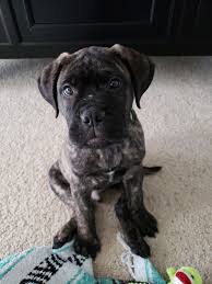 Brindle Bullmastiff Puppy Bull Mastiff Mastiff Puppies Bull Mastiff Puppies