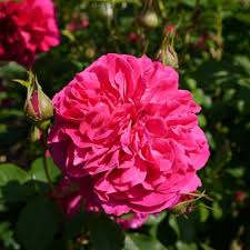Thomas a' becket (english rose, david austin roses, auswinston) photo/illustration: Rosa Thomas A Becket