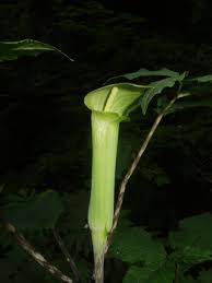 Image result for Arisaema mildbraedii