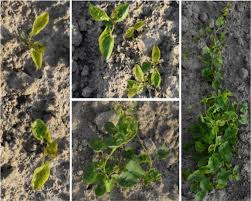A field day on integrated weed control management was carried out in a sugar cane field of mr. Deep Convolutional Neural Networks For Image Based Convolvulus Sepium Detection In Sugar Beet Fields Plant Methods Full Text