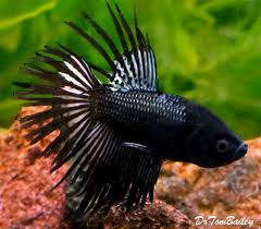 Premium Male Rare Black Orchid Crowntail Betta Fish