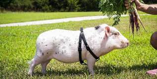 All our teacup piglets for sale are raised indoors and most are fully housebroken before they find a forever home. What It S Like Having A Mini Pet Pig Caring For Miniature Pigs