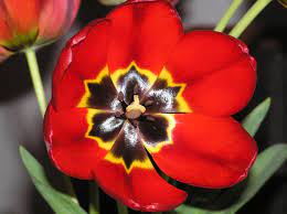 File Tulip Inside Jpeg Tulips Inside Tulip Red Tulips