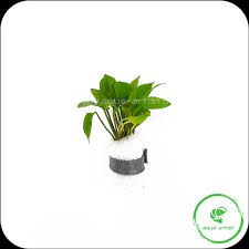 Image result for Ranalisma