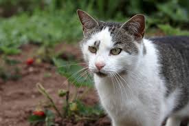 Der pflanzenexperte zeigt ihnen mit welchen wirksamen methoden sie die kleinen störenfriede verscheuchen. Mittel Gegen Katzenurin Im Garten 5 Mittel Zum Geruch Entfernen Hausgarten Net