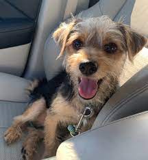 Animal testing animal rescue sending love and light pet news little fox animal protection puppy mills animal fashion animal welfare. Dogs For Adoption Mo4paws