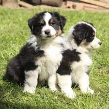 Over the years, the border collie australian shepherd mix looks more like the former than the later. Australian Border Collie Puppies Cute Dogs Gallery Collie Puppies Border Collie Puppies Aussie Puppies