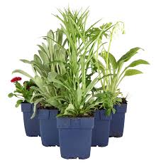 Image result for Asters `Jenny