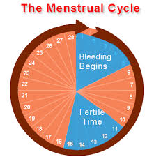 simple menstrual cycle diagram