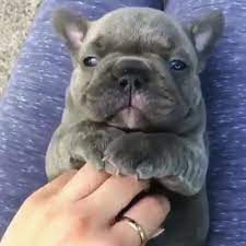 They are hypoallergenic meaning they shed very. French Bulldog San Antonio Home Facebook