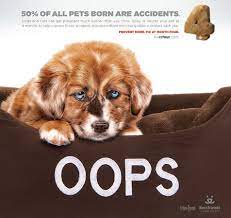 Check spelling or type a new query. Spay Neuter Pets At Four Months Old Best Friends Animal Society