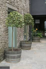 Variegated Holy In Barrels Outside Toast Jane Clayton Hawick In 2020 Front Garden Design Garden Containers Beautiful Gardens