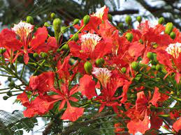 We did not find results for: Brilliant Red Flowers Free Stock Photos Rgbstock Free Stock Images Krayker May 18 2010 28