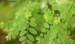 Image result for Phyllanthus muellerianus