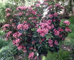Maybe you would like to learn more about one of these? Rhododendron Brasilia Rhododendron Hybride Brasilia Baumschule Horstmann