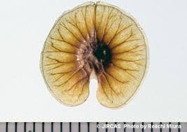Image result for Limeum pterocarpum
