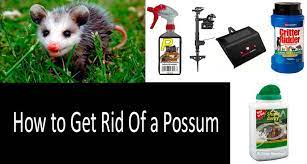 Do not intentionally provide food for the possums. How To Get Rid Of Possums 5 Best Ways And Top 7 Repellents In 2021