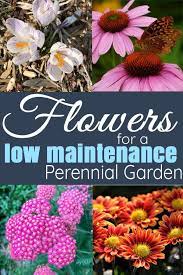 Flowers For An All Season And Low Maintenance Perennial Flower Garden Day To Day Adventures Low Maintenance Flower Garden Garden Flowers Perennials Flowers Perennials