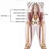 The six hip adductor muscles are all located in the adductor or medial compartment of the thigh and all mainly adduct the thigh at the hip joint. 1