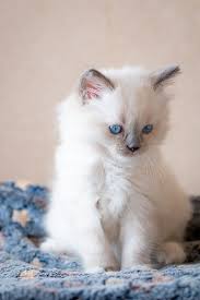 Ragdoll cats are known for their beautiful coats and bright, blue eyes. Do Ragdoll Cats Shed Ragdoll Cat Gorgeous Cats Cat Shedding