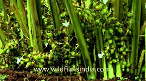 fruit of cardamom plant youtube fruit of cardamom plant