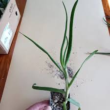 Image result for Aloe decurva