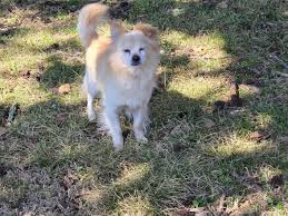 Russell Rescue TN added a new photo.