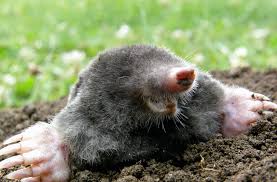 We did not find results for: What Does Aerate Mean Mississippi State University Extension Service