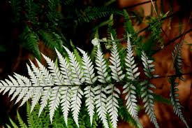 Image result for Pityrogramma