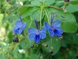 Image result for Rotheca myricoides