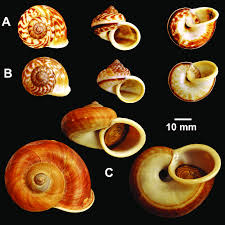Image result for Cyclosorus molundensis