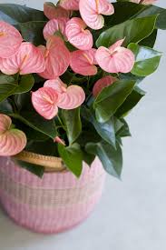 15 The Best Indoor Plants For The Beauty And Natural Air Purity Of Your Home Di 2020 Taman Indah Tanaman Pot Tanaman