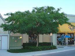 Tipu Tree Beautiful Gardens Yard Landscaping Front Yard Design