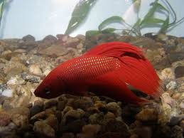Betta fish are an excellent option for a home or office aquarium. What Do Betta Fish Eat A Betta Feeding Guide For Beginners Pethelpful By Fellow Animal Lovers And Experts