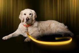 The 25 Best Led Dog Leashes Of 2020 Pet Life Today