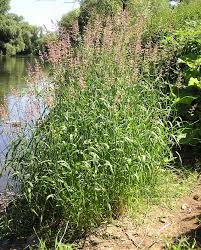 Image result for Phalaris