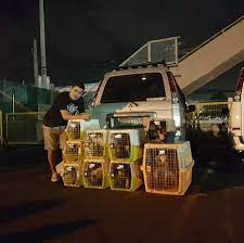Maybe you would like to learn more about one of these? Pet Movers Philippines Home Facebook