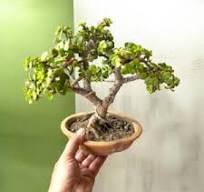Ficus Racemosa Bonsai | Cluster Fig Bonsai | Red River Fig ...