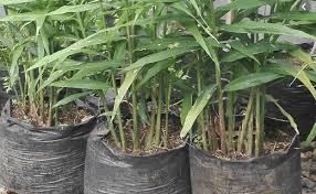 Mungkin anda tertarik untuk membudidayakan tanaman jahe gajah ini! Cara Menanam Jahe Di Pot Atau Polybag Hasil Melimpah Saungtani Com
