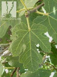Violet de bordeaux fig is a very hardy cultivar. Violette De Bordeaux Dwarf Fig Ficus Carica Violette De Bordeaux Civano Nursery Tucson Plant Nursery
