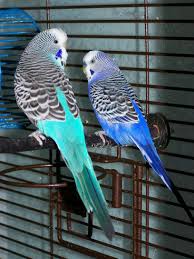 Buy pet foods and pet supplies online from the uk's friendliest online pet store. Pet Bird Store Online Shopping