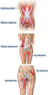 Rib cage anatomy and its implications in back pain. Anatomy Between Hip Lower Ribcage In Back 1 The Muscles Of The Thigh And Lower Back Work Together To Keep The Hip Stable Aligned And Moving Sol Kimmel